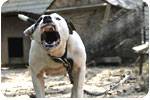 New York dog bite accident attorneys