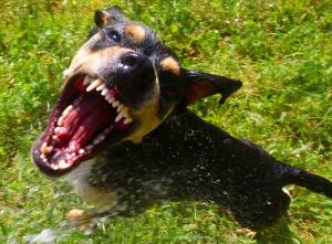 Carl Groth injured in Rush dog attack while delivering pizzas