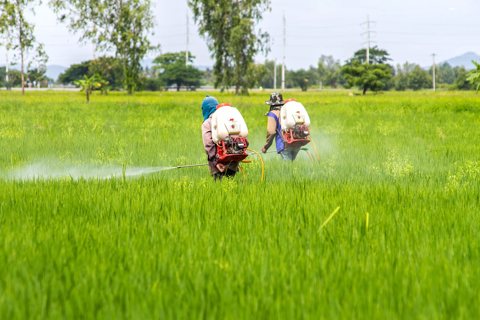 Paraquat Weed Killer